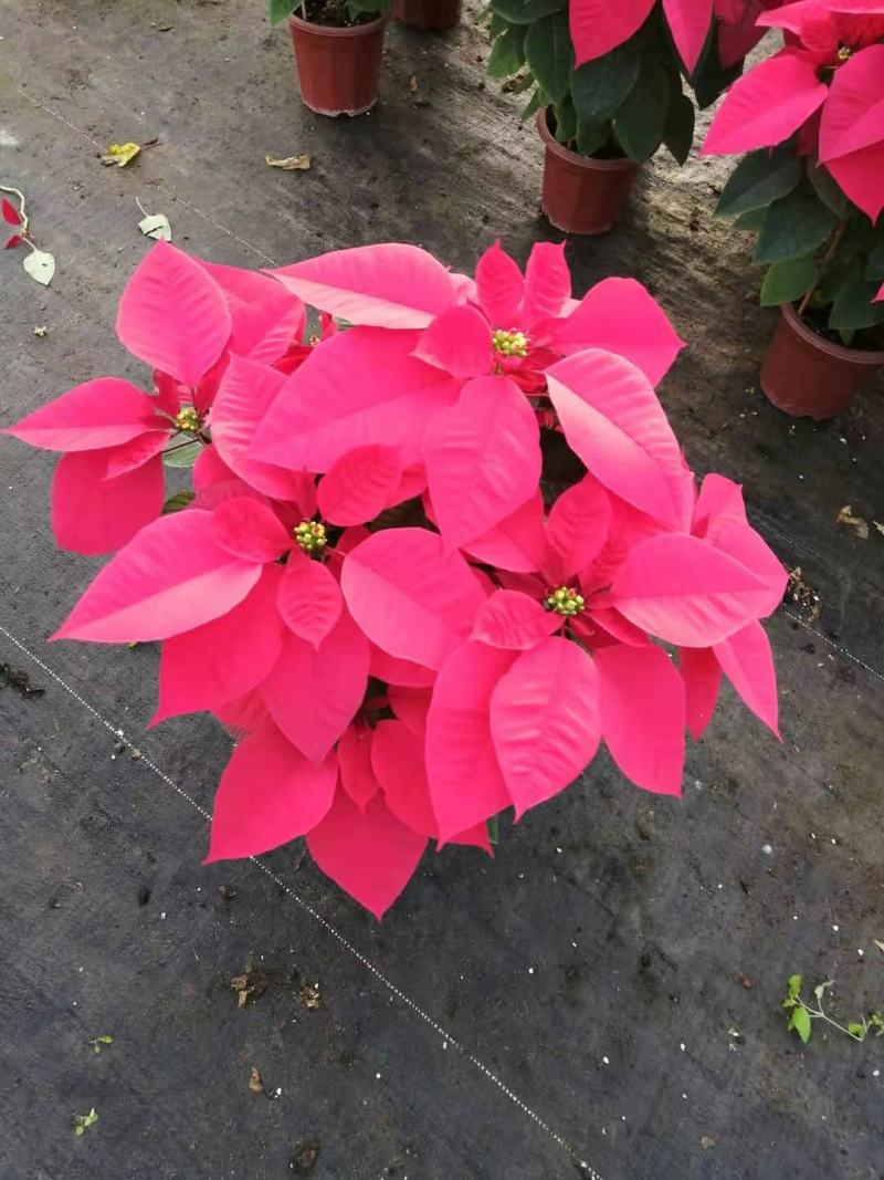 一品红盆栽四季开花阳台观赏花卉工程绿化基地直销批发