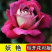 浓香玫瑰花苗四季开花大花庭院室内外绿植物盆栽花卉阳台观花
