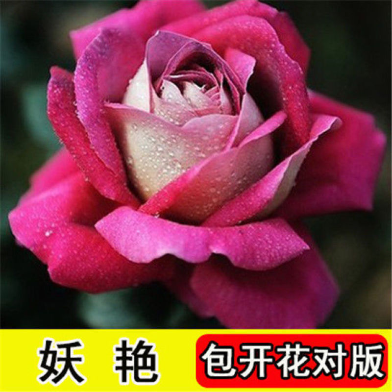 浓香玫瑰花苗四季开花大花庭院室内外绿植物盆栽花卉阳台观花