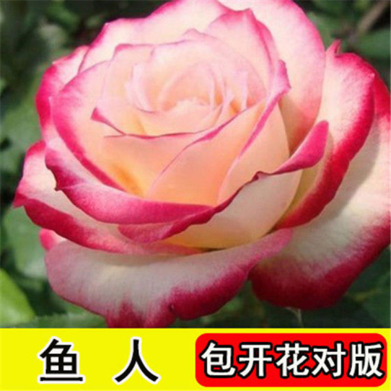 浓香玫瑰花苗四季开花大花庭院室内外绿植物盆栽花卉阳台观花