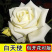 浓香玫瑰花苗四季开花大花庭院室内外绿植物盆栽花卉阳台观花