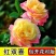 浓香玫瑰花苗四季开花大花庭院室内外绿植物盆栽花卉阳台观花