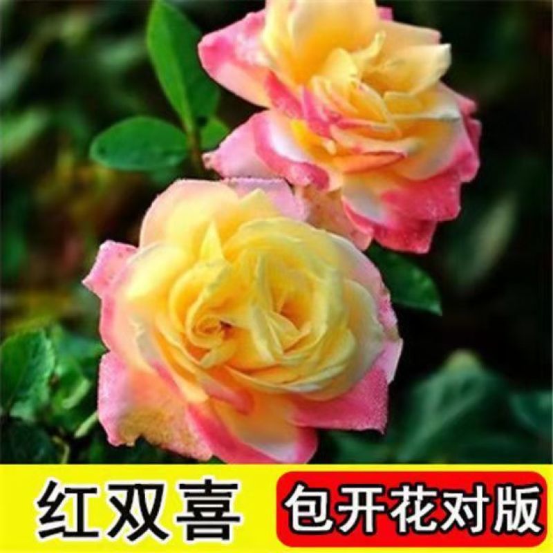 浓香玫瑰花苗四季开花大花庭院室内外绿植物盆栽花卉阳台观花