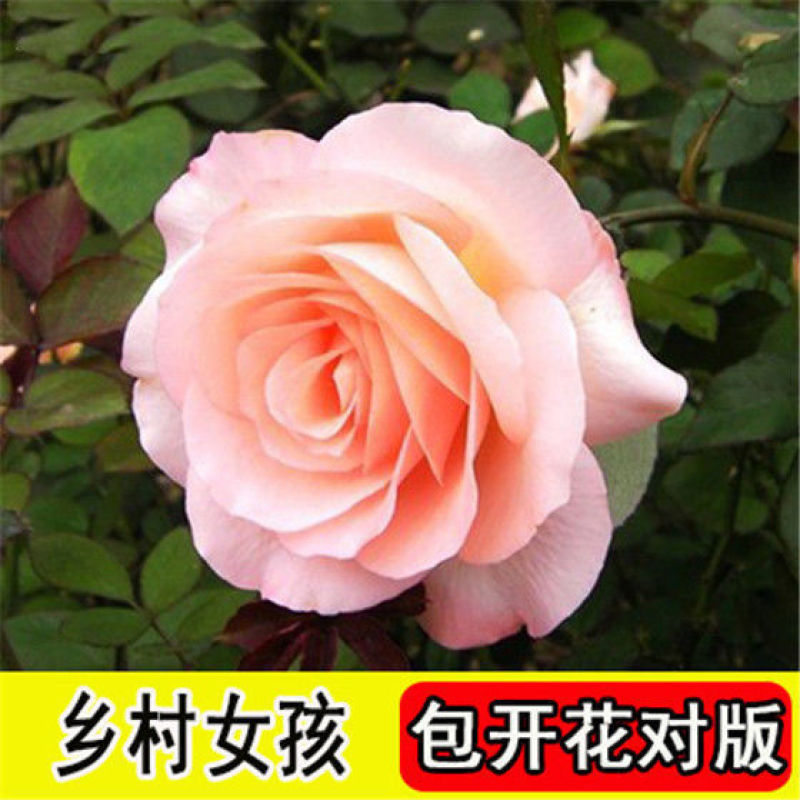 浓香玫瑰花苗四季开花大花庭院室内外绿植物盆栽花卉阳台观花