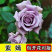 浓香玫瑰花苗四季开花大花庭院室内外绿植物盆栽花卉阳台观花