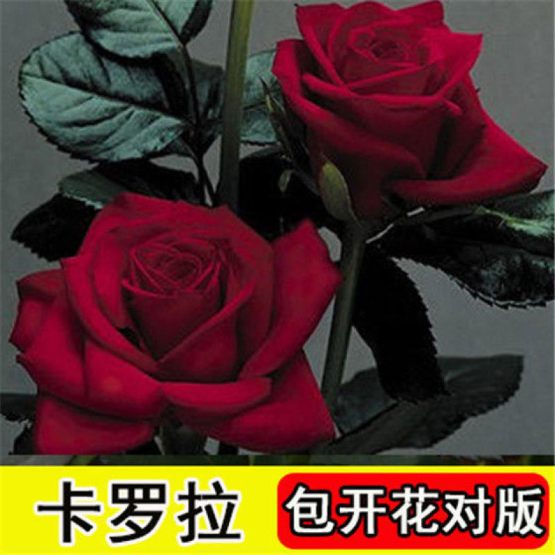 浓香玫瑰花苗四季开花大花庭院室内外绿植物盆栽花卉阳台观花