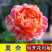 浓香玫瑰花苗四季开花大花庭院室内外绿植物盆栽花卉阳台观花