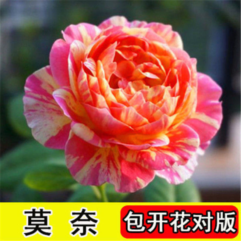 浓香玫瑰花苗四季开花大花庭院室内外绿植物盆栽花卉阳台观花