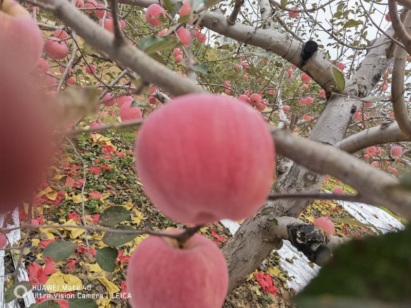 【苹果】糖份16，陕北山地红富士苹果，糖心，爽脆，健康！