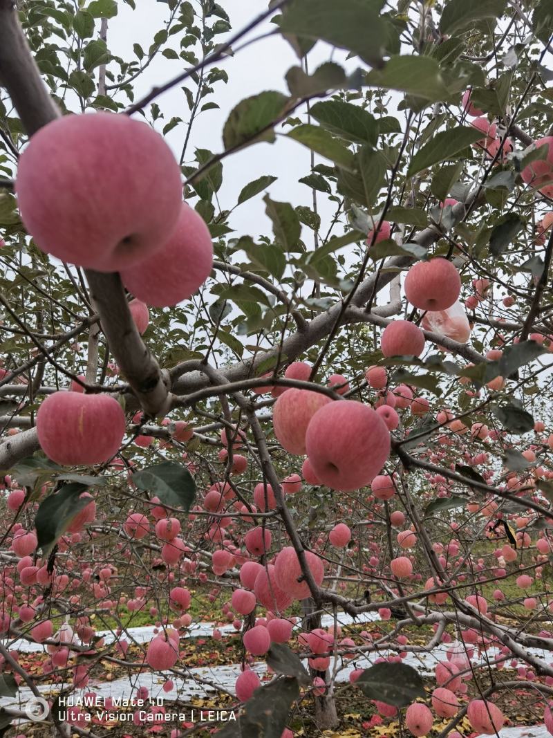 【苹果】糖份16，陕北山地红富士苹果，糖心，爽脆，健康！