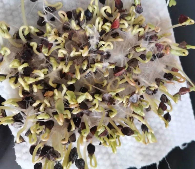 苦荞麦种子甜荞麦种子适应性强生长快速饲用高产杂粮