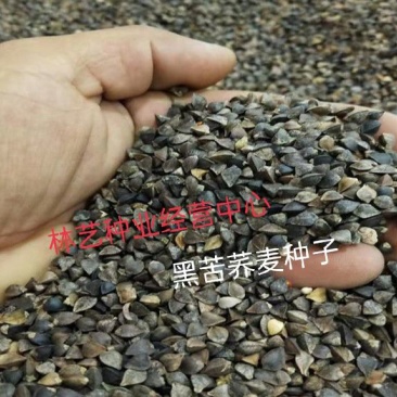 黑苦荞麦种子山西灵丘苦荞原料种子非四川内蒙云南大凉山