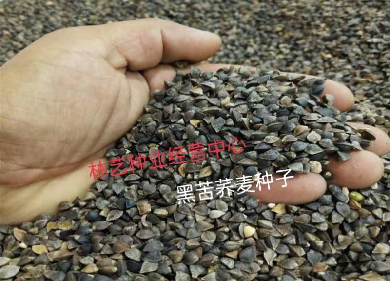 黑苦荞麦种子山西灵丘苦荞原料种子非四川内蒙云南大凉山