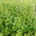 黑苦荞麦种子山西灵丘苦荞原料种子非四川内蒙云南大凉山