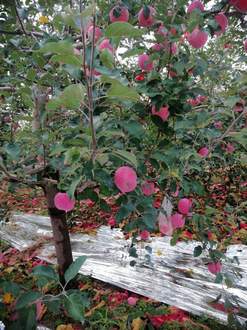 陕西洛川红富士苹果红了商品果，大量上市，物美价廉欢迎来电