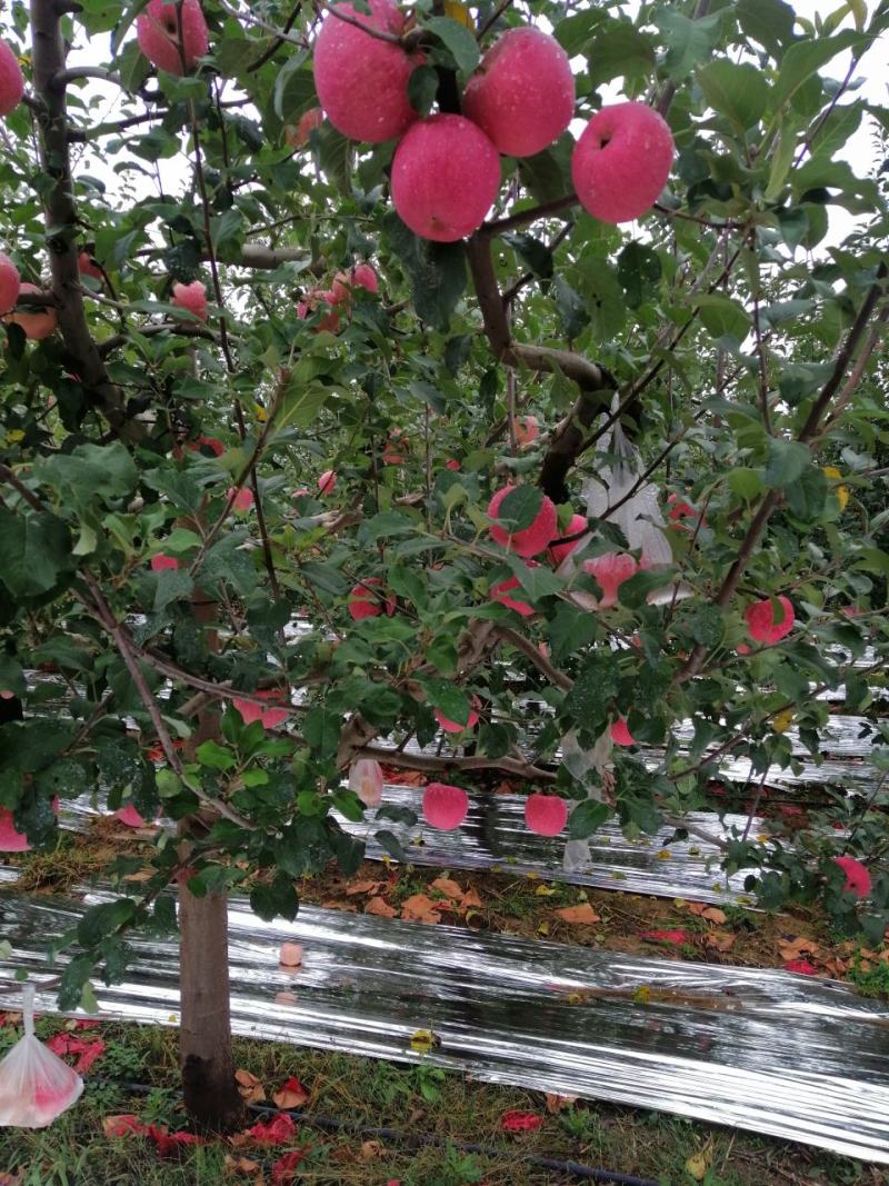 陕西洛川红富士苹果红了商品果，大量上市，物美价廉欢迎来电