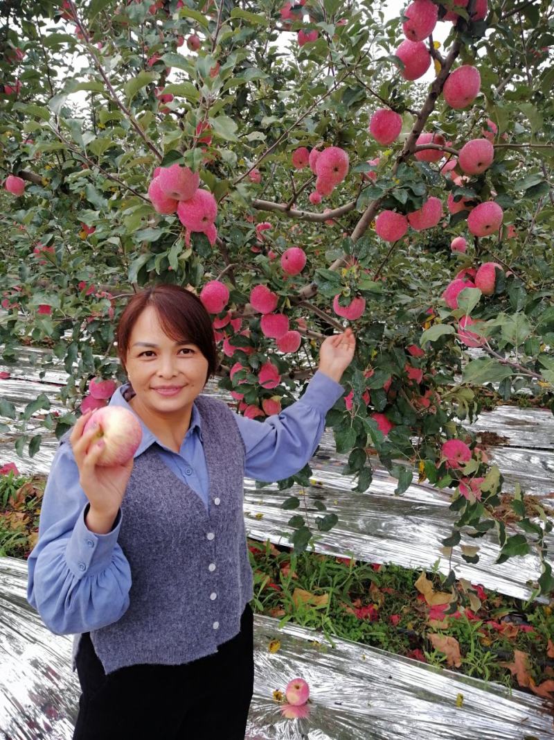 陕西洛川红富士苹果红了商品果，大量上市，物美价廉欢迎来电