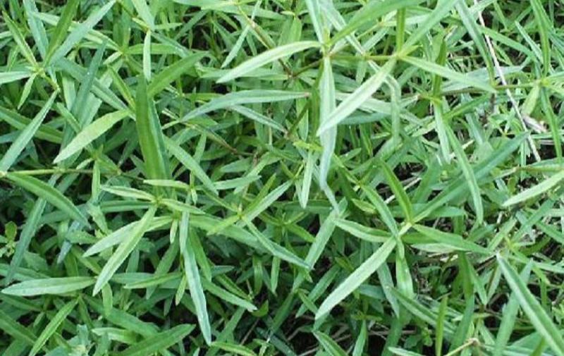 白花蛇舌草种子药材种子蛇脷草种子四季春秋播阳台盆栽
