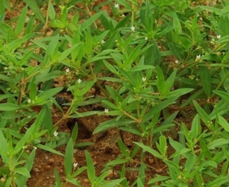 白花蛇舌草种子药材种子蛇脷草种子四季春秋播阳台盆栽