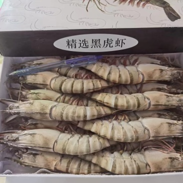 黑虎虾全规格现货