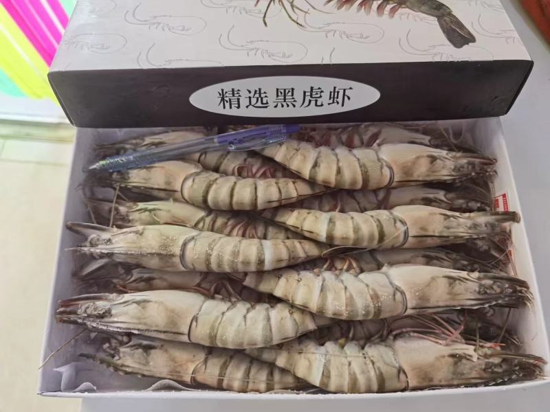 黑虎虾全规格现货