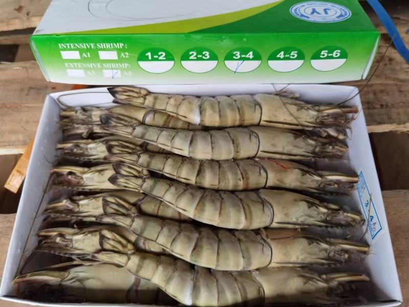 黑虎虾全规格现货