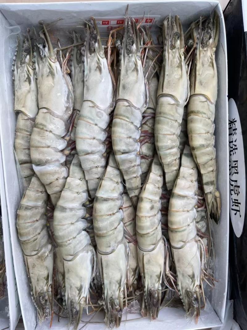黑虎虾全规格现货