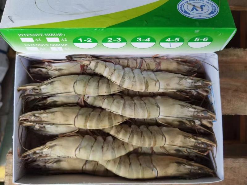 黑虎虾全规格现货