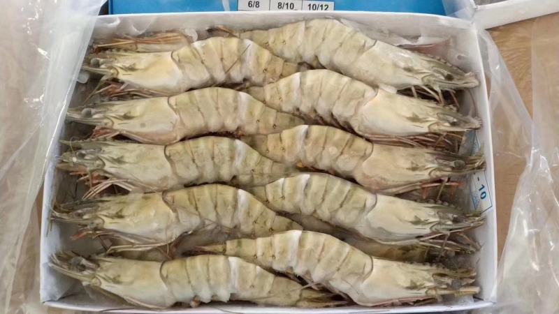 黑虎虾全规格现货