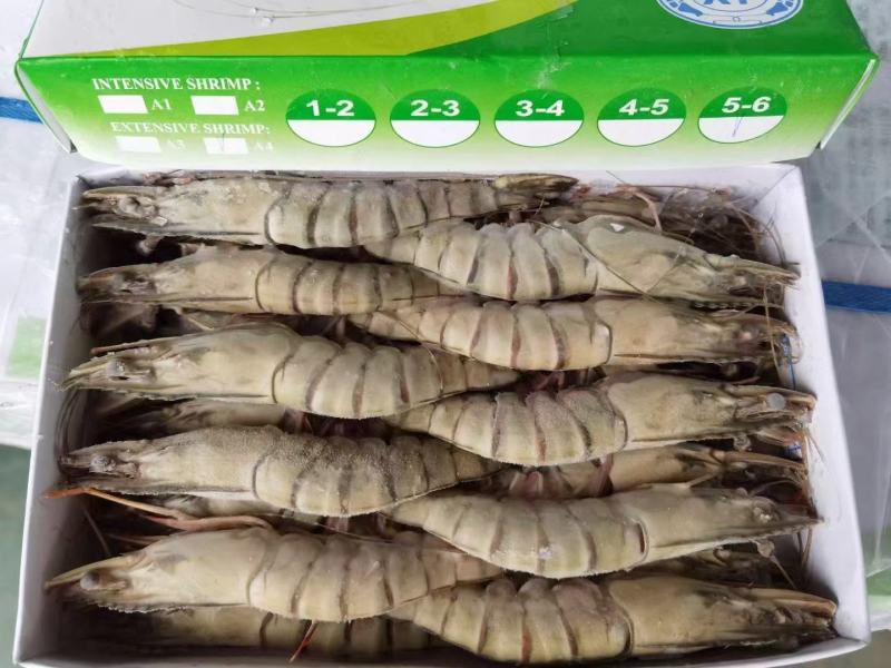 黑虎虾全规格现货
