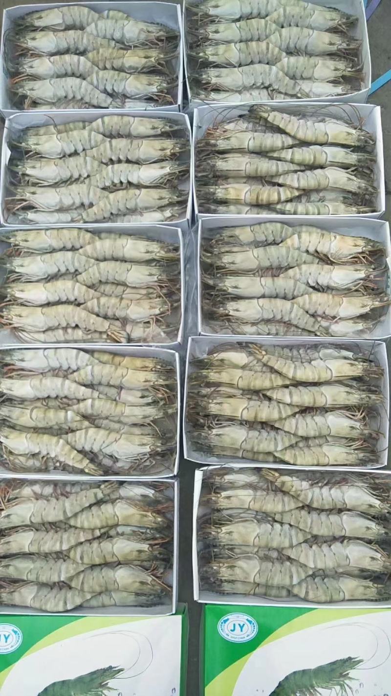 黑虎虾全规格现货