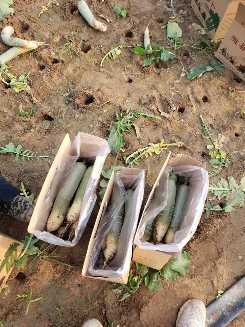 水果萝卜，大量上市，价格便宜，产地直销，