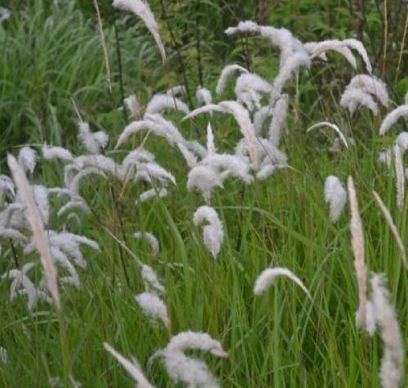 野生茅草花白茅根草花白茅草种子白茅花丝茅花白茅草种子