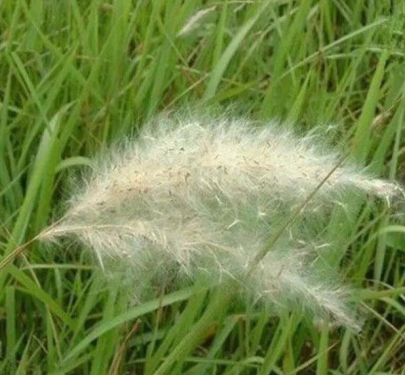 野生茅草花白茅根草花白茅草种子白茅花丝茅花白茅草种子