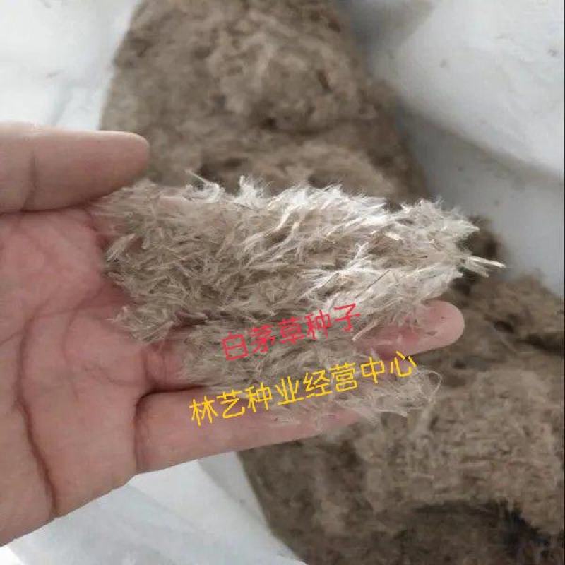 野生茅草花白茅根草花白茅草种子白茅花丝茅花白茅草种子