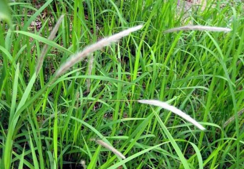 野生茅草花白茅根草花白茅草种子白茅花丝茅花白茅草种子