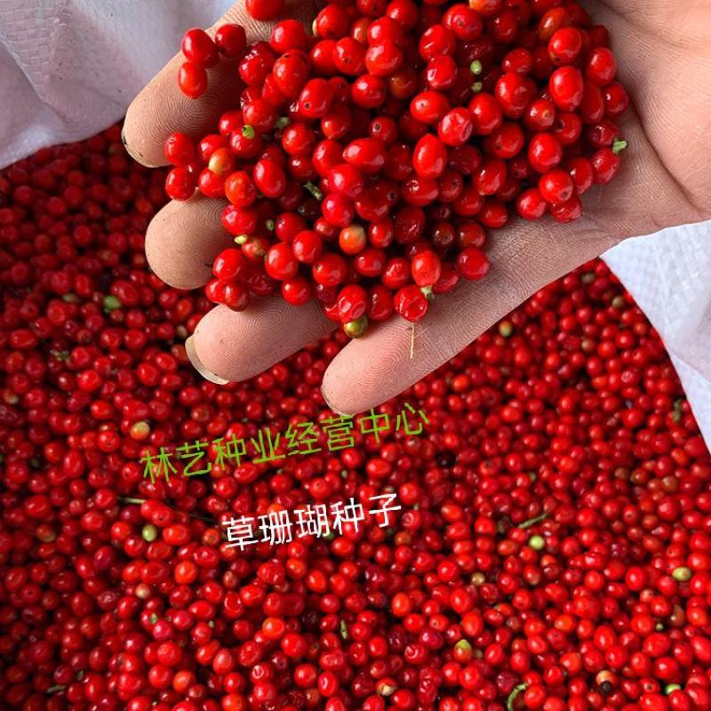 草珊瑚种子肿节风九节风九节茶节骨茶林下经济药材种子草珊瑚