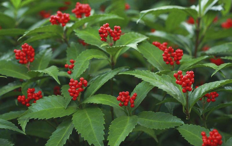 草珊瑚种子肿节风九节风九节茶节骨茶林下经济药材种子草珊瑚