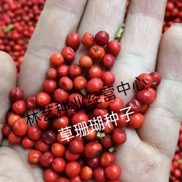 草珊瑚种子肿节风九节风九节茶节骨茶林下经济药材种子草珊瑚