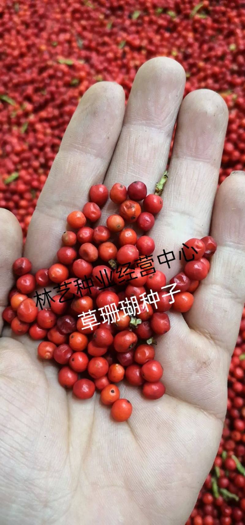 草珊瑚种子肿节风九节风九节茶节骨茶林下经济药材种子草珊瑚
