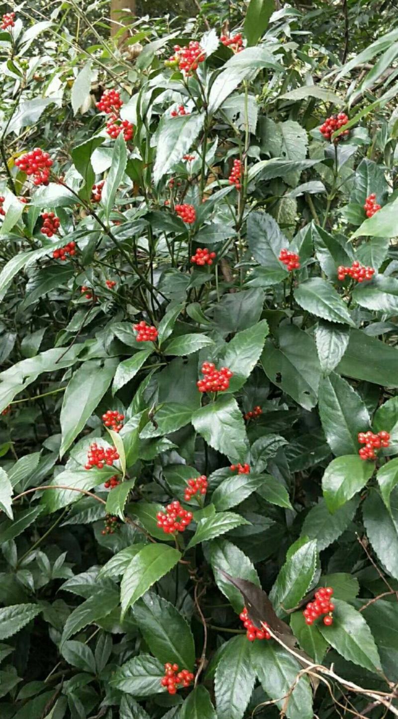 草珊瑚种子肿节风九节风九节茶节骨茶林下经济药材种子草珊瑚