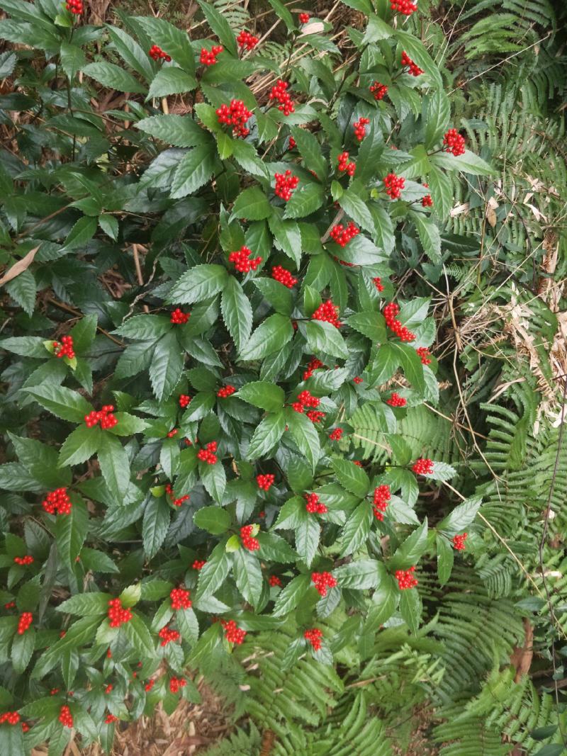 草珊瑚种子肿节风九节风九节茶节骨茶林下经济药材种子草珊瑚