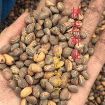 新采一级白皮松种子华山松种子油松种子当年新种子精选种子