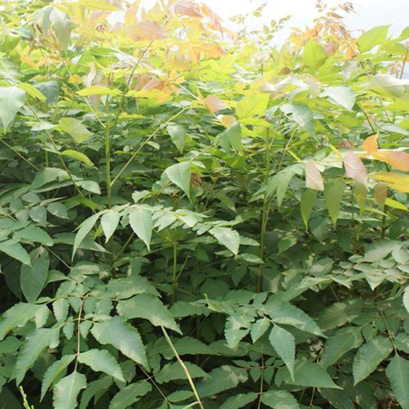 新采一级栾树种子黄山栾树种子摇钱树北京栾种子栾树种子