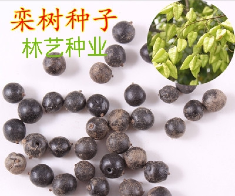 新采一级栾树种子黄山栾树种子摇钱树北京栾种子栾树种子