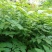 新采一级栾树种子黄山栾树种子摇钱树北京栾种子栾树种子