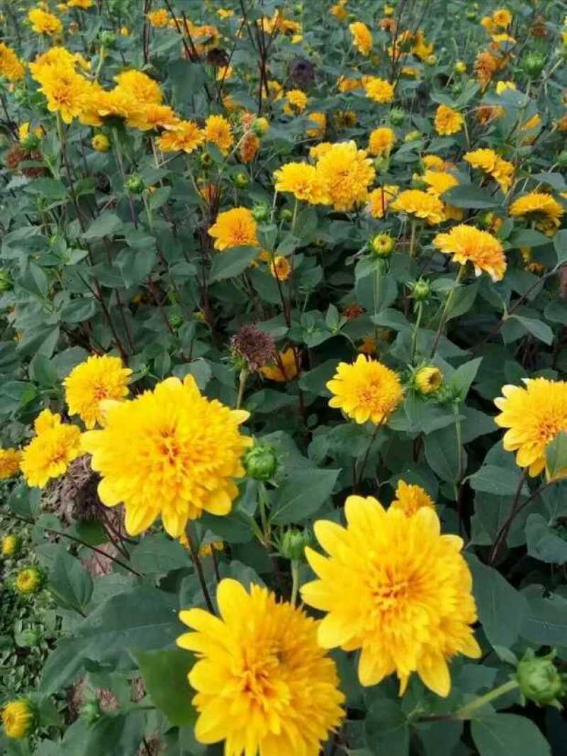 多头多花向日葵种子盆栽种子四季播种阳台观赏花卉草花种子