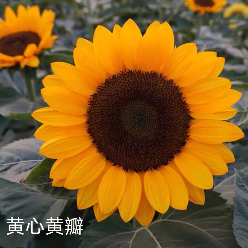 多头多花向日葵种子盆栽种子四季播种阳台观赏花卉草花种子