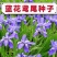 蓝花鸢尾种子兰蓝蝴蝶鸽子花燕尾盆栽中国鸢尾沃美鸢尾花种籽