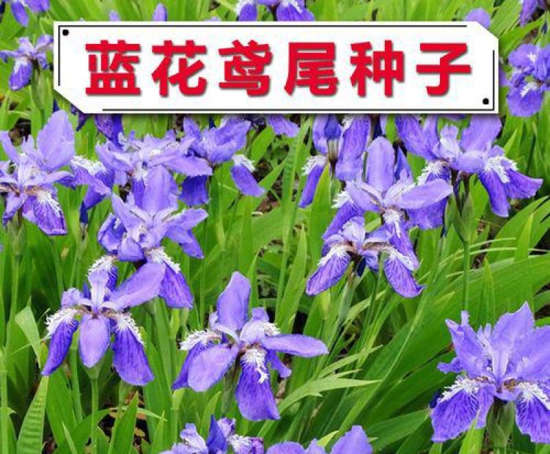 蓝花鸢尾种子兰蓝蝴蝶鸽子花燕尾盆栽中国鸢尾沃美鸢尾花种籽